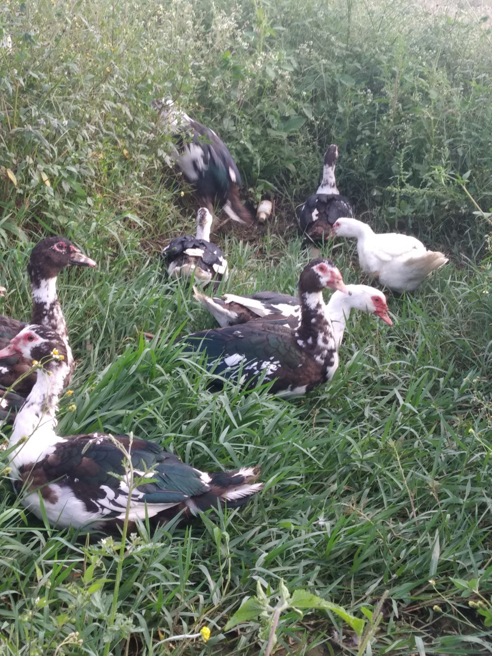  生态养殖，不喂饲料的鸭子