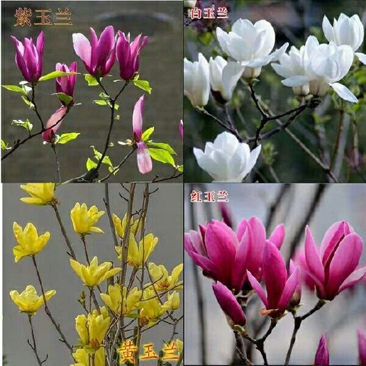 驻马店青香木 红玉兰七叶树雪松