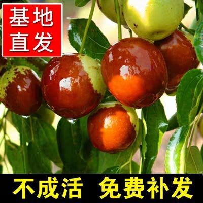 平邑县冬枣树苗 ，个头大口感翠甜，包品种包成活基地直销量大从优