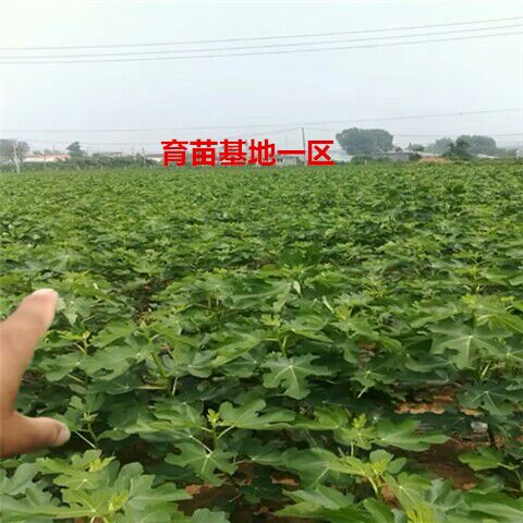  无花果树苗