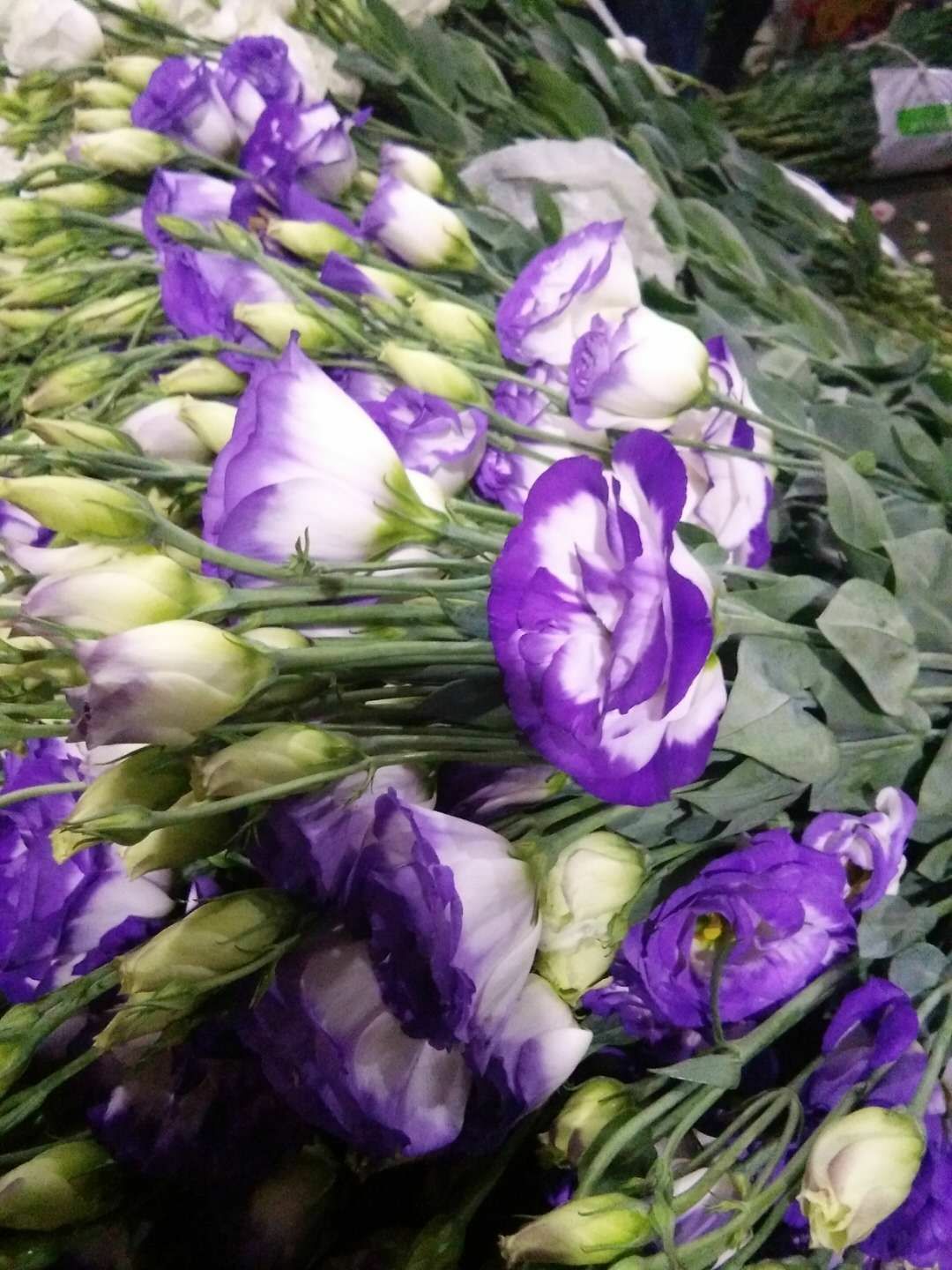  昆明鲜花批发，优质鲜花，洋桔梗