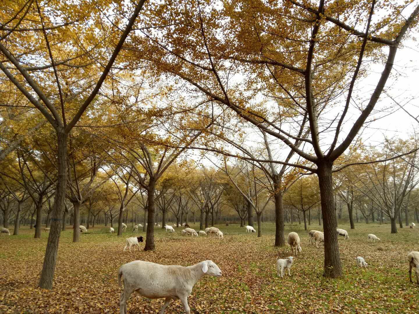 银杏树35-80公分，低价出售，量大从优