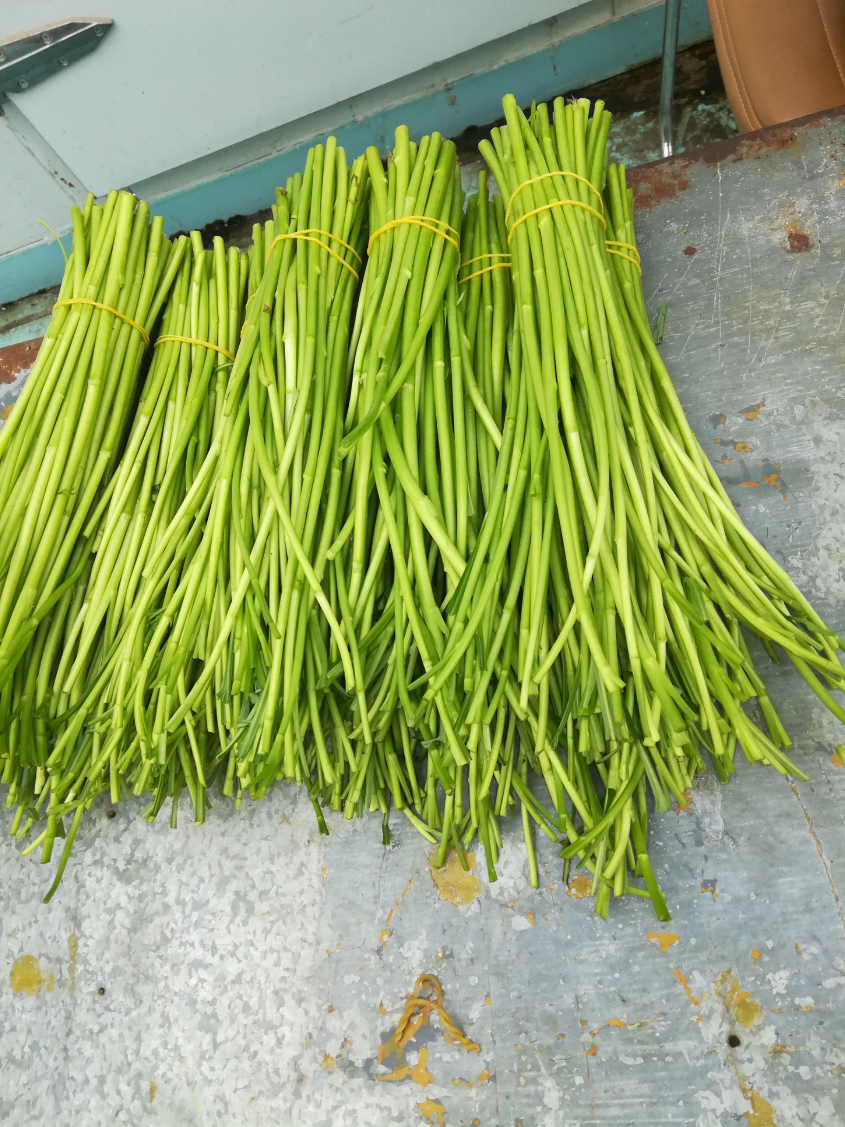 青蒌蒿 江苏泗阳县精品芦蒿