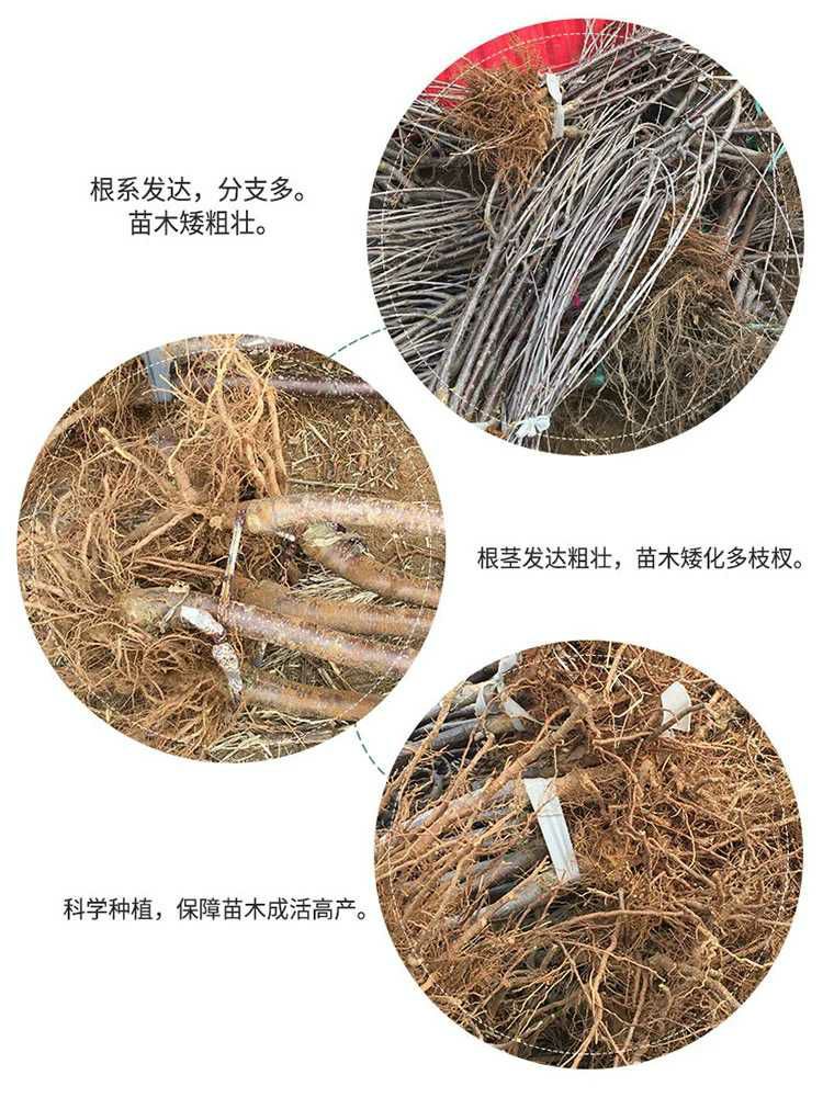  布鲁克斯樱桃苗 包品种包成活 现挖现发 死苗免费补发