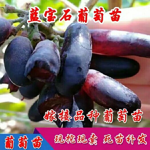 平邑县蓝宝石葡萄苗 甜蜜蓝宝石葡萄树苗盆栽地栽果树苗南北方四季种植，嫁接苗保品种