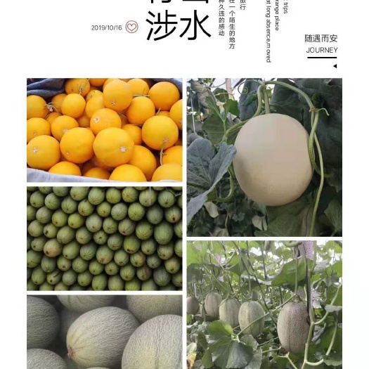 莘县博洋甜瓜种子 香瓜种子