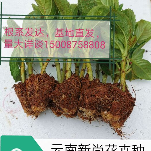 昆明 绣球苗批发无尽夏基地直发成活率高98%死苗补发