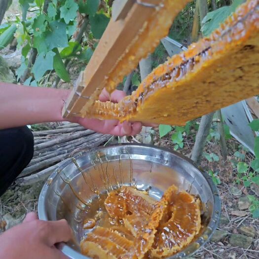 上林县 金花茶园土蜂蜜 中蜂
