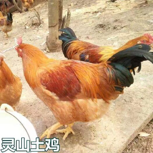 南宁 灵山土鸡苗