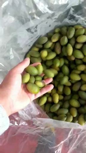 合江县 青橄榄 合江橄榄 合江青果