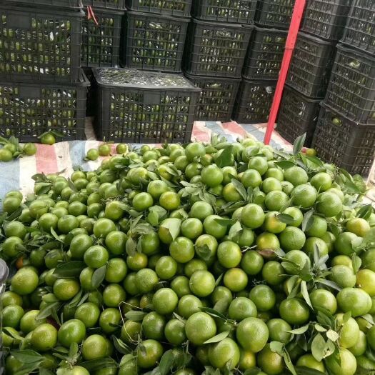 南宁 大量供应皇帝柑专业代发代办