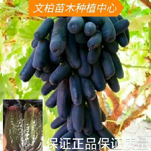 蓝宝石葡萄苗 正品嫁接苗 优质一级苗 保证品质