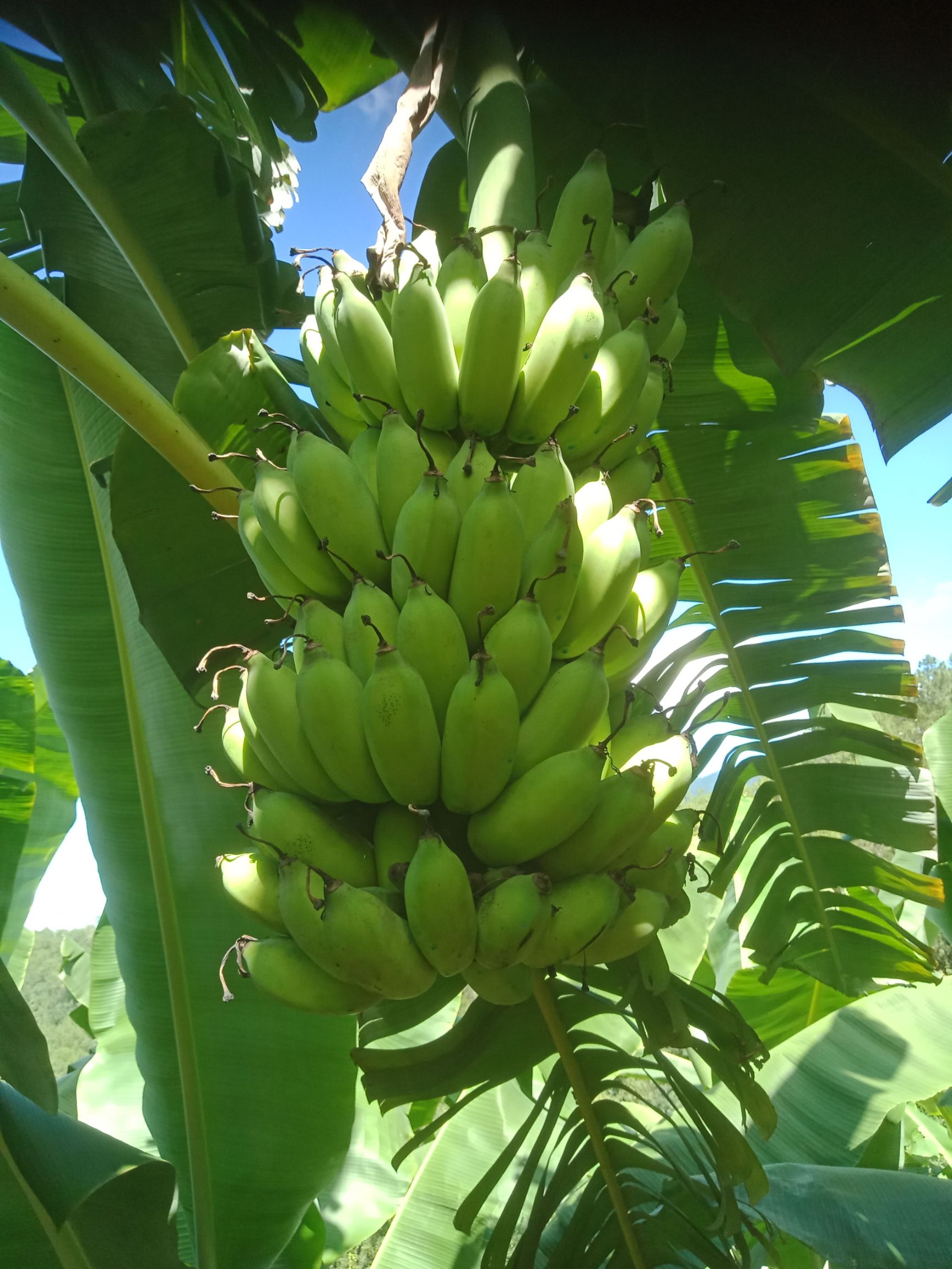 芭蕉数量有限欢迎订购普洱本地如价格合适可送货上门