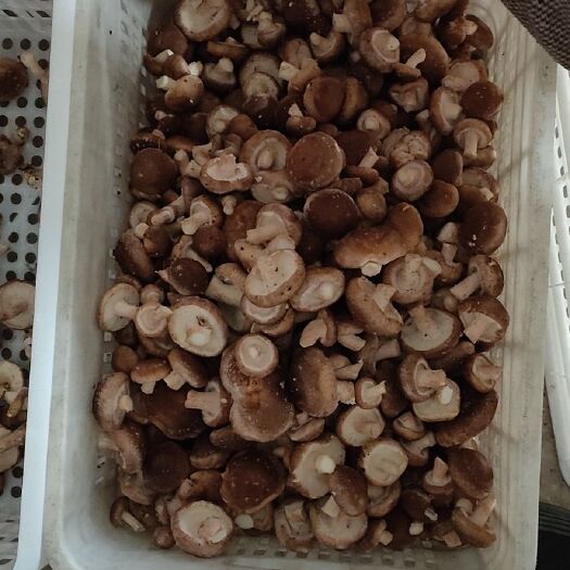 遵化市速冻香菇 食品厂果蔬脆片