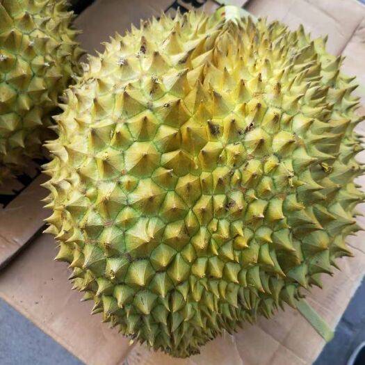 济南金枕头榴莲 金枕