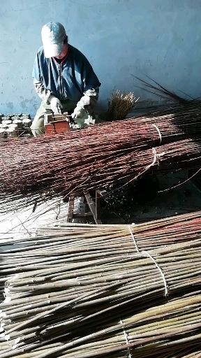 大安市 精挑细选 加工垂暴109柳树种穗 品种纯质量好 放心购买