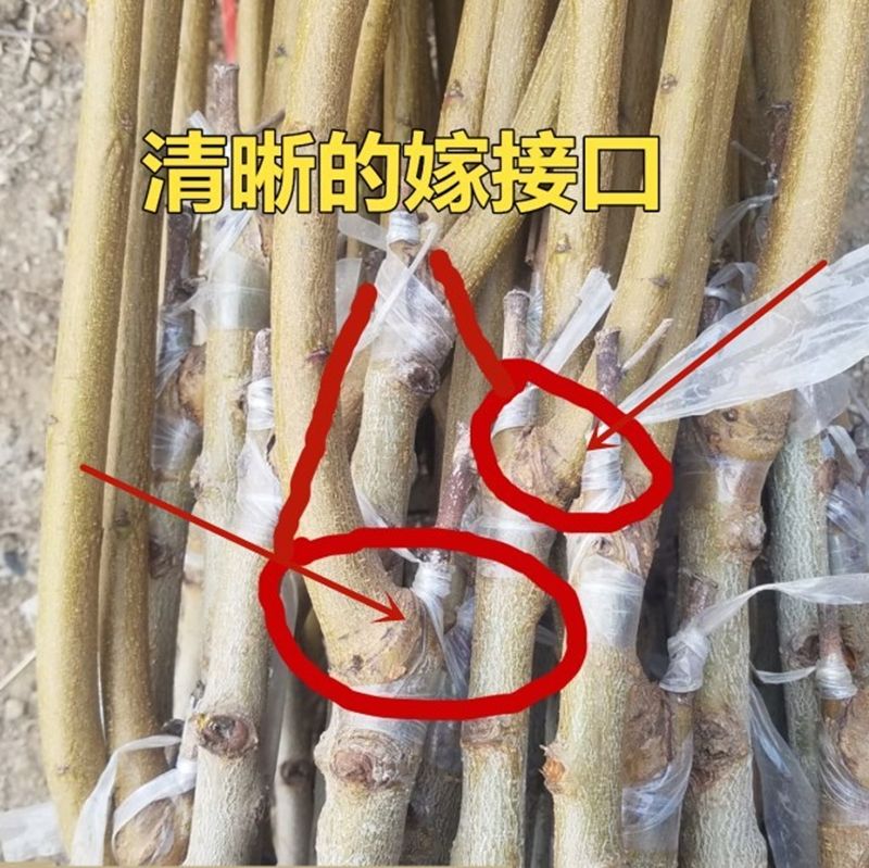 黑桃苗 企業(yè)店鋪，基地直銷，現(xiàn)挖現(xiàn)賣，保品種，保成活。