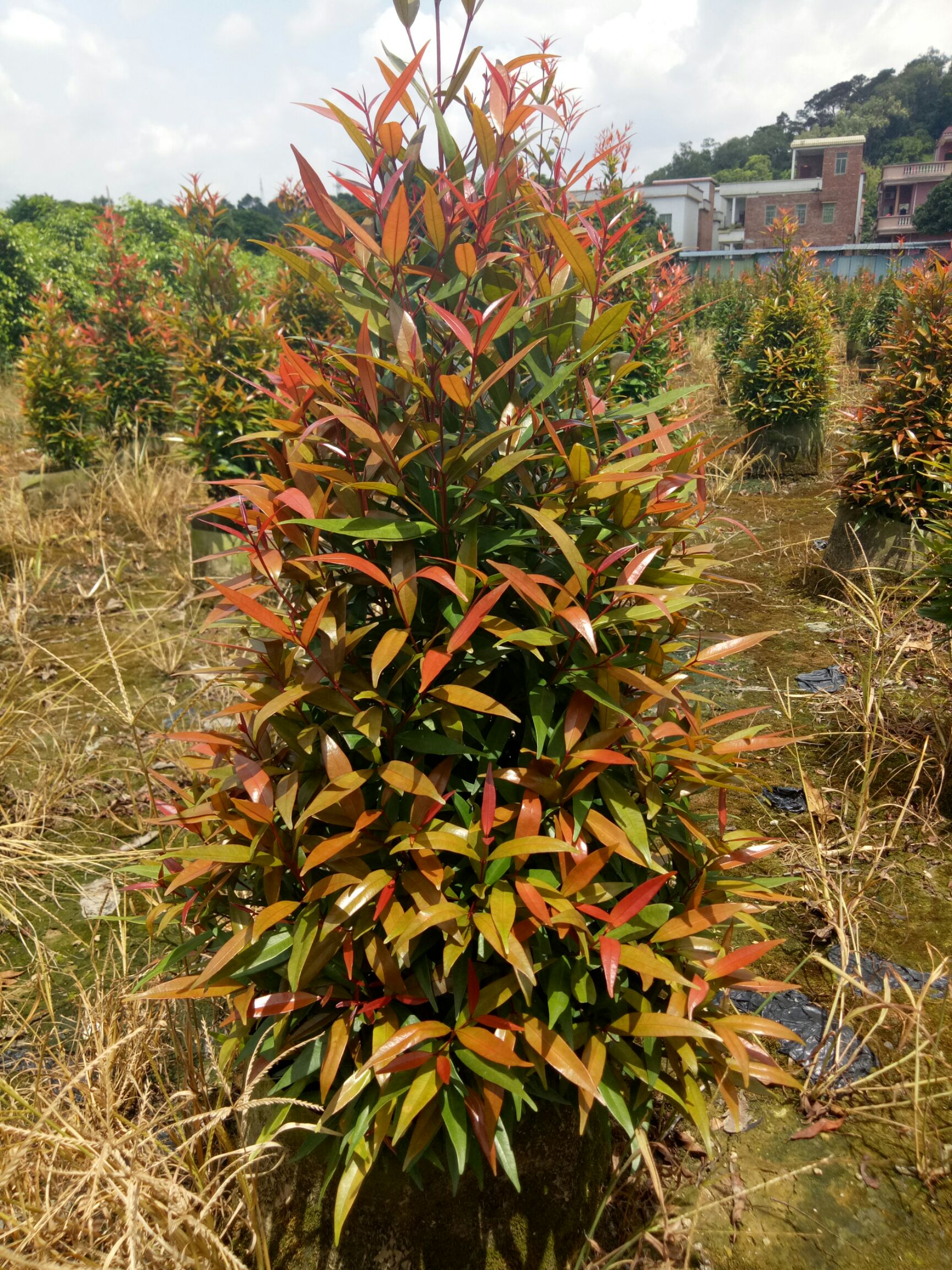 0~1.5米 绿化苗木供应