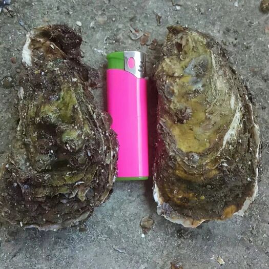 诏安县诏安湾生蚝 诏安弯深海蚝、大量批发，货源充足、现割现卖、天天新鲜