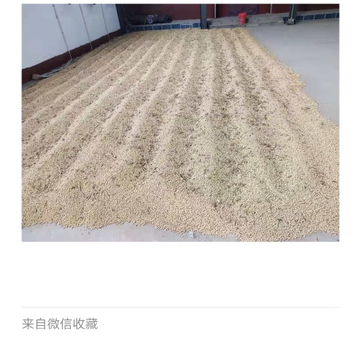 临西县黄大豆 生大豆 1等品