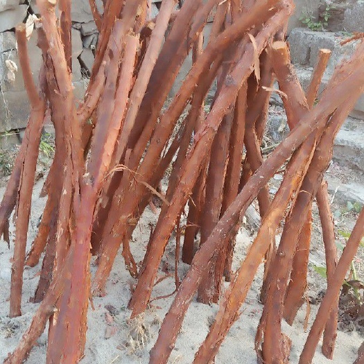 荆门红刺藤