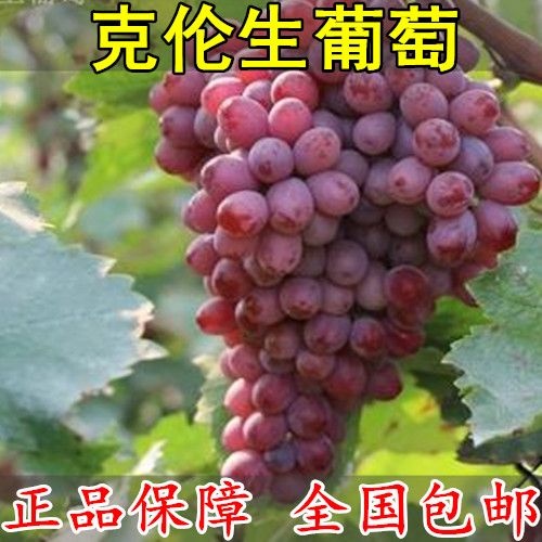 平邑县克伦生葡萄苗，两年结果苗，包品种包结果