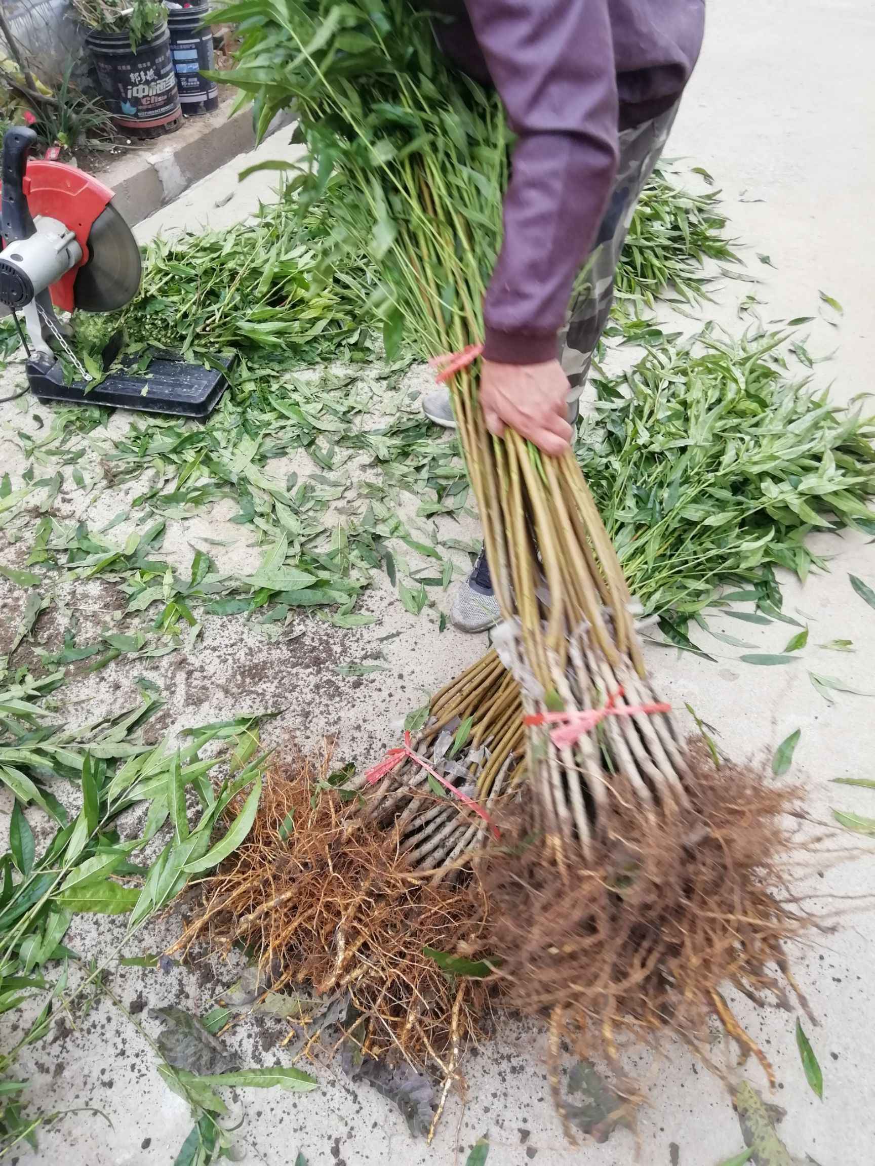 春雪桃树苗  春雪大红桃，早成熟，口感好，最早上市，果实大，基地供货，