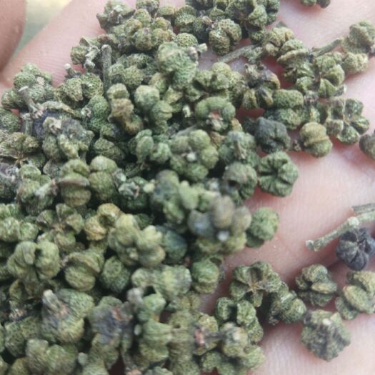 罗城县 广西中花吴茱萸，干货净货