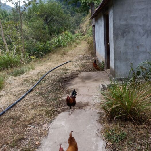 东至县自己承包的山地养殖的三黄土鸡
