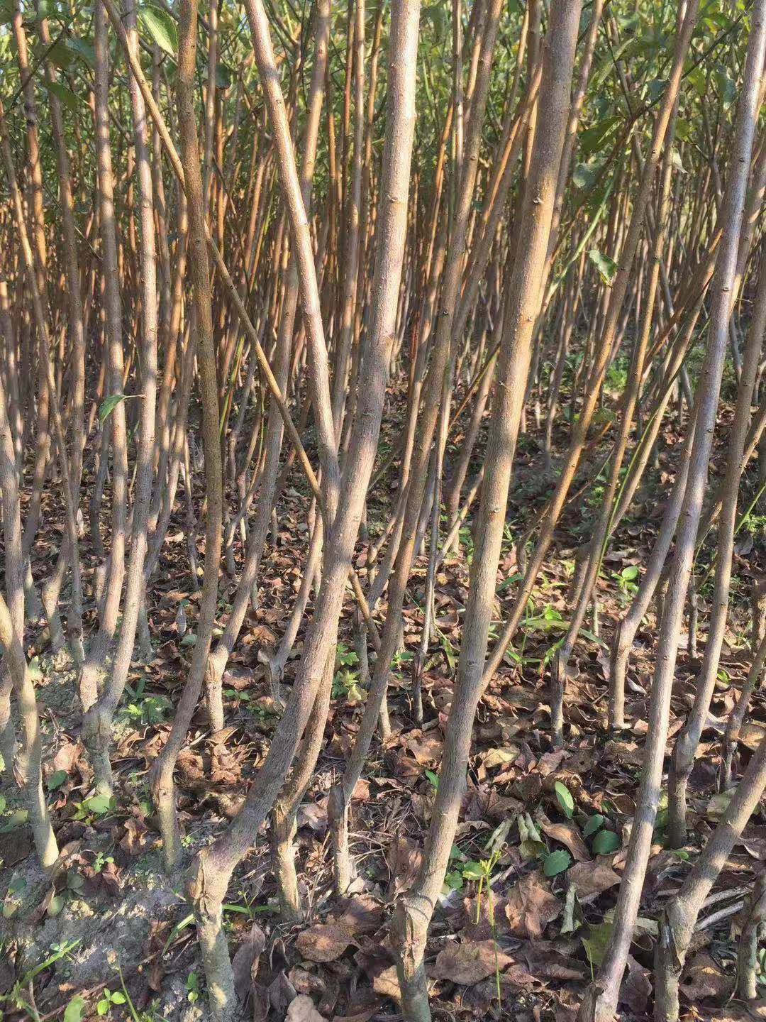 嫁结大青梅苗，苗纯，产量高，是青梅加工企业指定的品种、