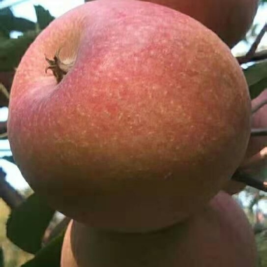 国光苹果  果光苹果