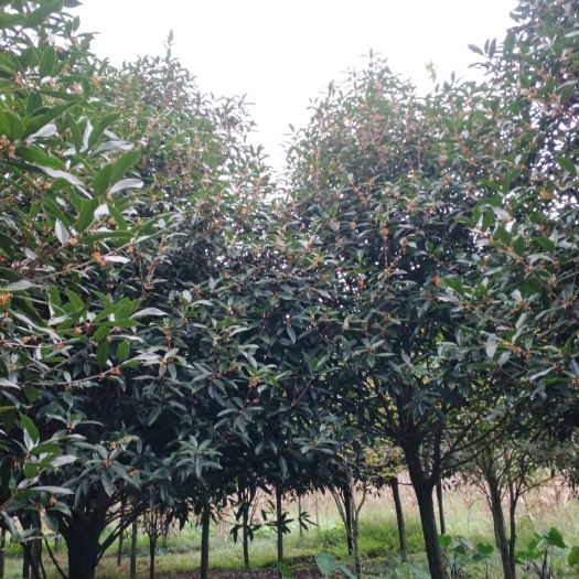 大关县黄金桂花树