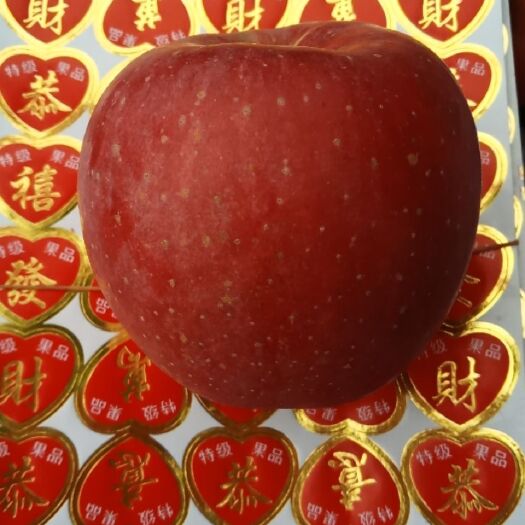 周至县 精选优质高原红苹果，渭北高原气候种植，果色亮，果酥脆，果味香