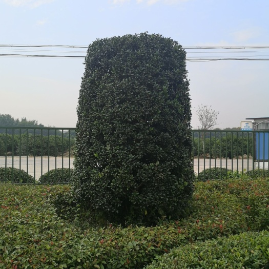 常州 塔型无刺枸骨一一鸿运果