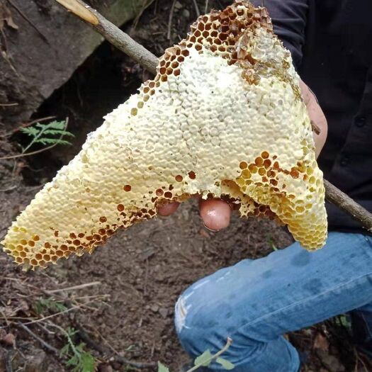 望谟县 纯野生蜂蜜