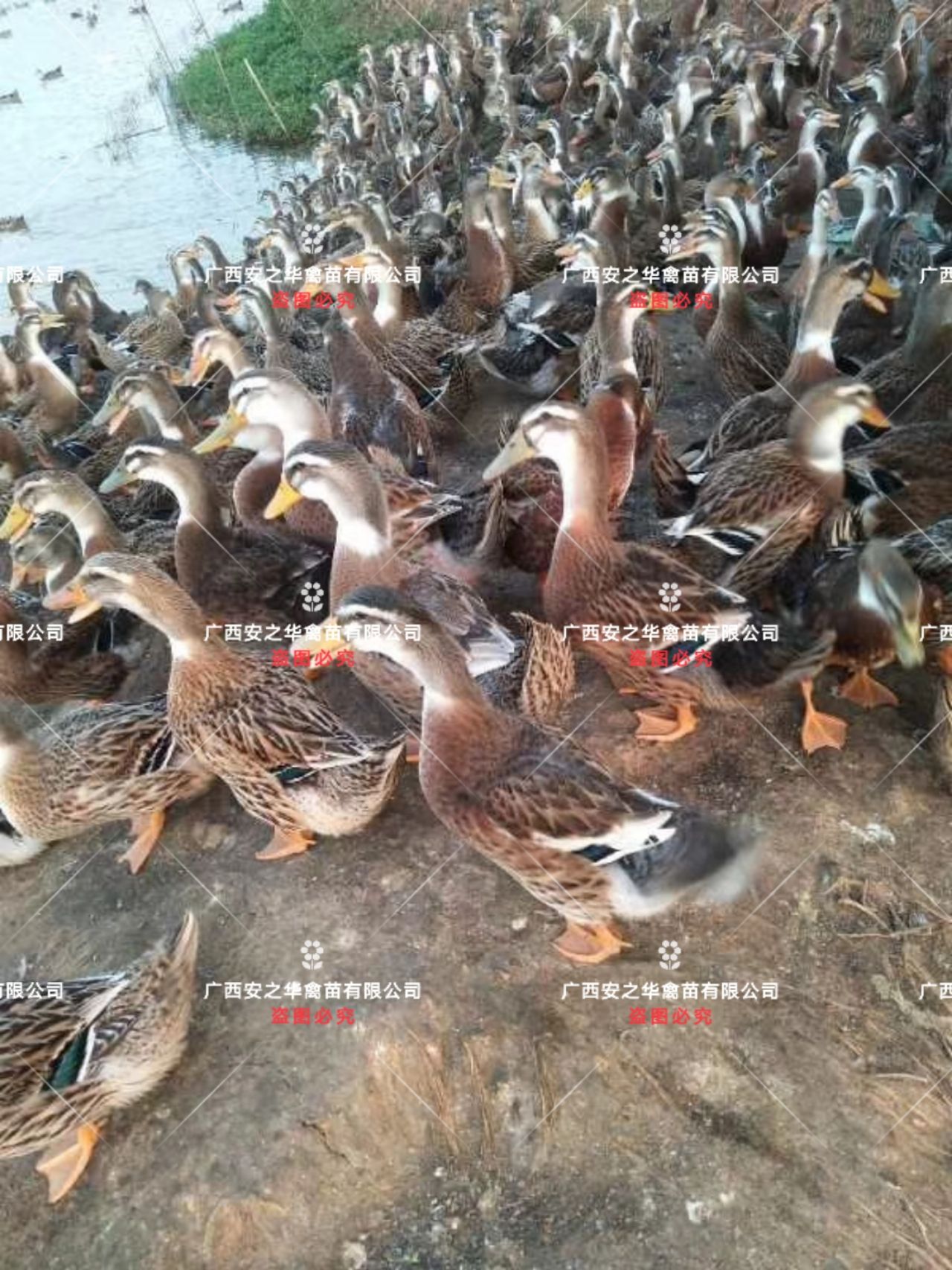 杂交鸭苗  麻鸭苗【平台优选孵化场】，质量有保障