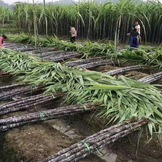 博白县 广西黑皮甘蔗种植有四十年历史，每年农户，承包户种植甘蔗上万