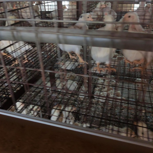 鹤壁青年鸡 大厂家安全可靠，产蛋不低9成