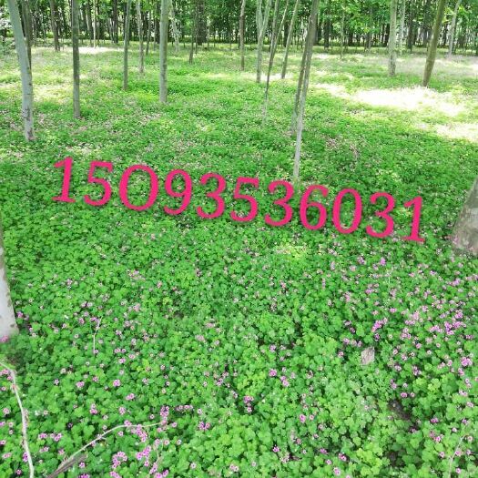 汝南县红花酢浆草 成活率百分之九十适应性强易管理经济效益可以