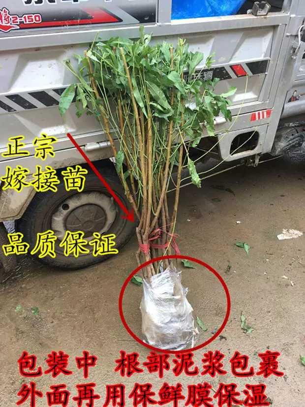 嫁接桃树苗 嫁接桃苗蟠桃苗子红桃黄金苗