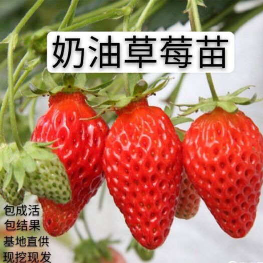 平邑县奶油草莓苗 奶油草莓  包成活  包结果  基地直销