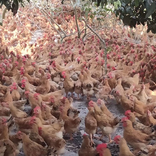 陆川县肉鸡苗 灵山土公，质量保证，疫苗已做好，养到年前刚好卖个好价钱。