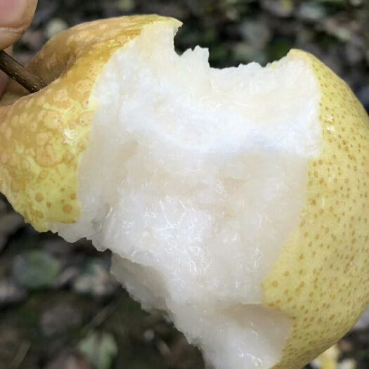 临猗县 山西临猗酥梨包脆，包甜