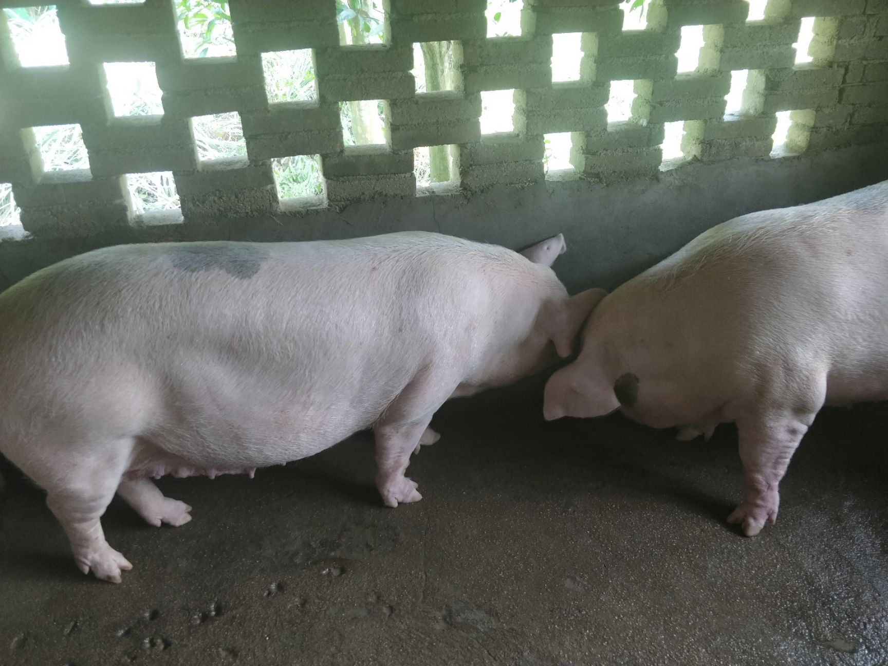 土白猪 空怀长白母猪,产两胎的青年母猪.自家养的母猪,无任何病故