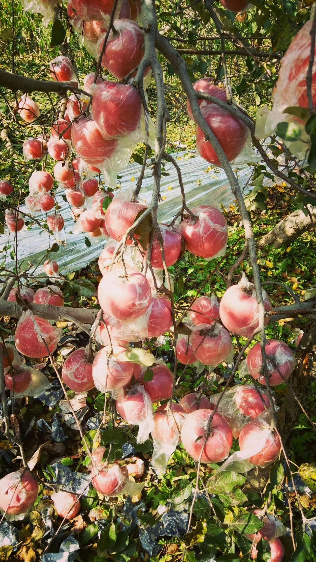 红富士苹果 产地直销优质红富士