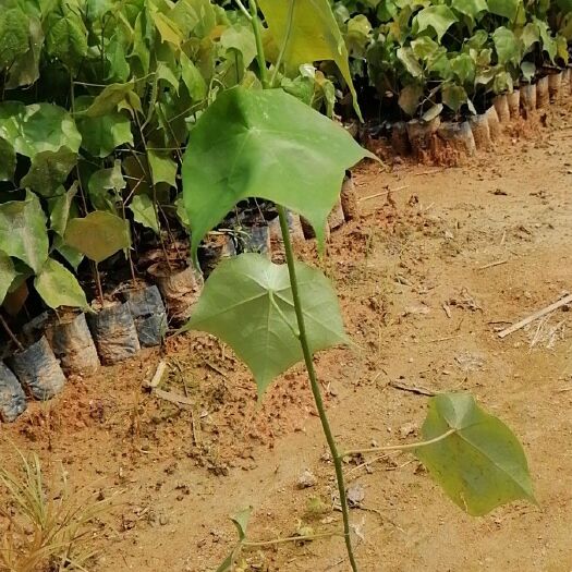 广州木荷 米老排