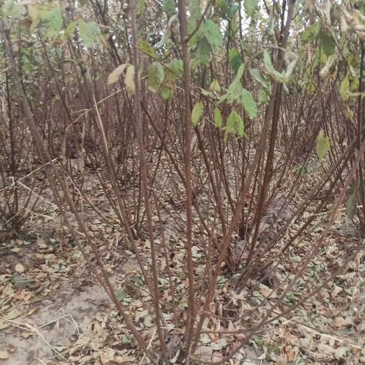 开原市 还剩10000棵丛生榆叶梅高度1米到1.7米5分支以上二年苗