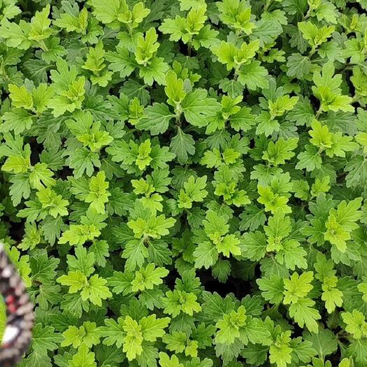 宜昌 欧洲水晶菊菊花苗