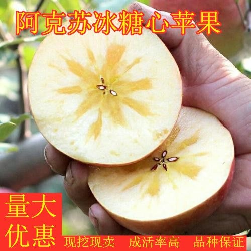 平邑县 阿克苏冰糖心苹果苗 纯嫁接苗 基地直销 现挖现发