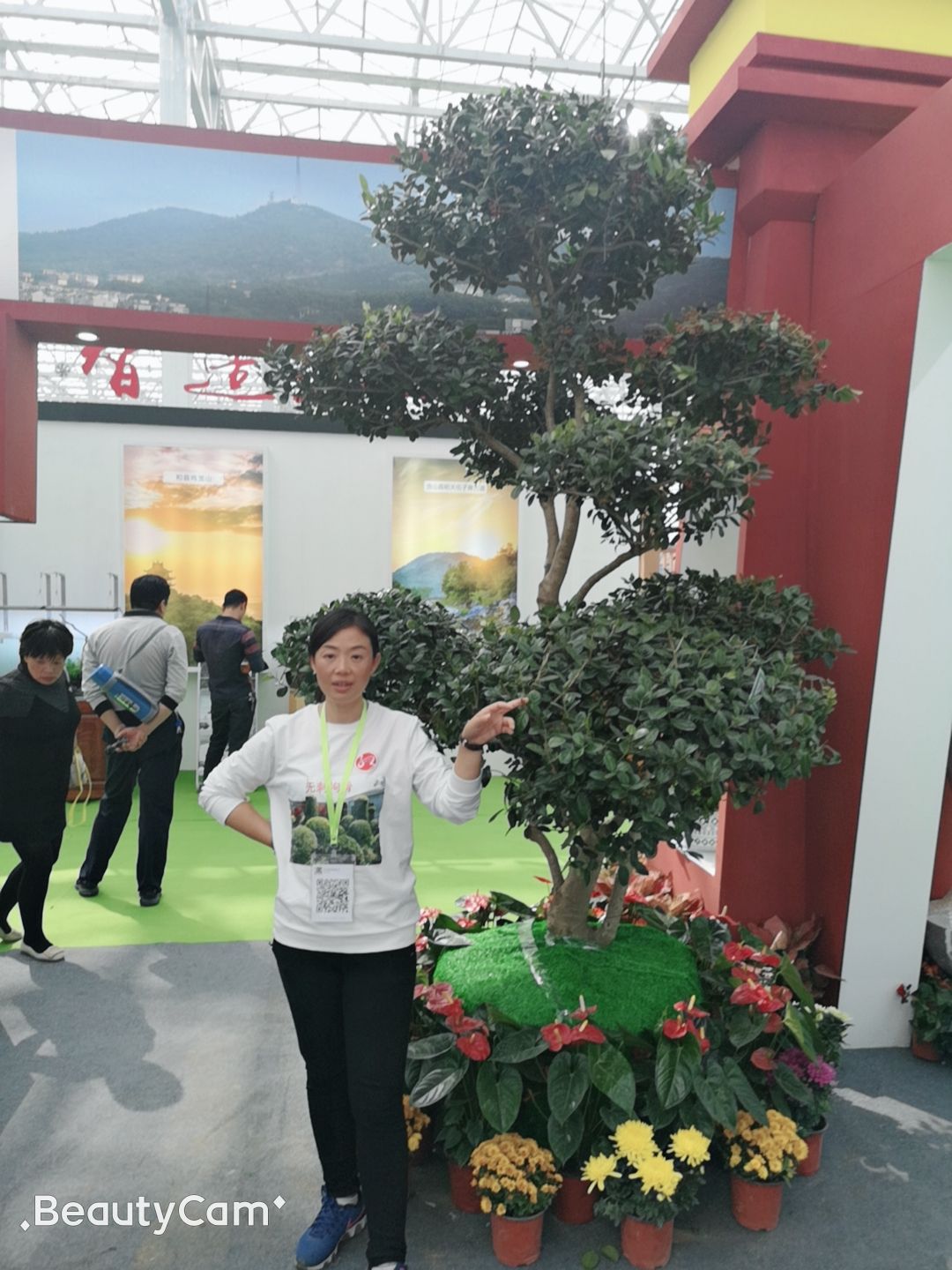 常州造型枸骨 造型无刺枸骨
